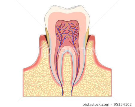 Tooth Tooth structure Human body Illustration Illustration CG 95334102