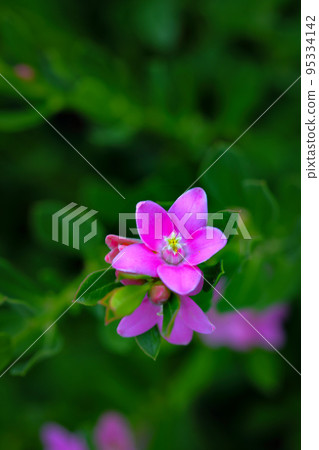 Autumn pink flowers Southern Cross Crowear 95334142