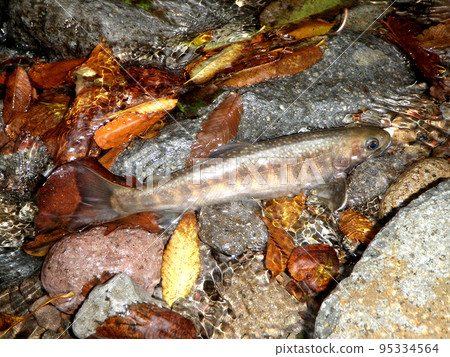 I took a picture of an autumn-colored char lying in fallen leaves on the riverbed. I took a picture of an autumn-colored char lying in fallen leaves on the riverbed. 95334564