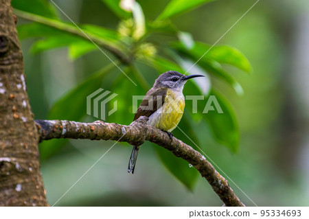 Female Throated Sunbird Female Throated Sunbird 95334693