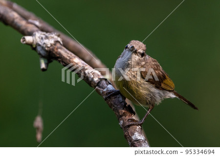 Female Throated Sunbird Female Throated Sunbird 95334694
