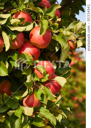 Organic apples hanging from a tree branch in an apple orchard 95334941