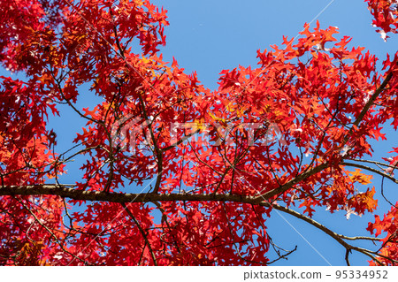Red colored autumn leaves of the Oak (Quercus palustris) 95334952