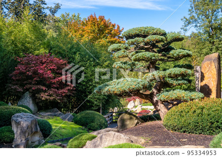Bonsai pine tree a Japanese garden 95334953