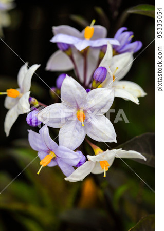 Flowers that bloom from early summer to autumn Yamahoroshi Yamaborono Tsuruhana eggplant 95335054