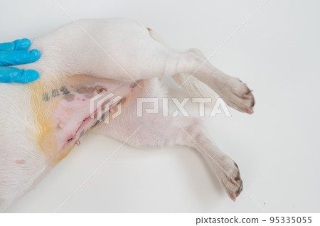 A veterinarian examines a Jack Russell Terrier dog after a surgical operation. 95335055