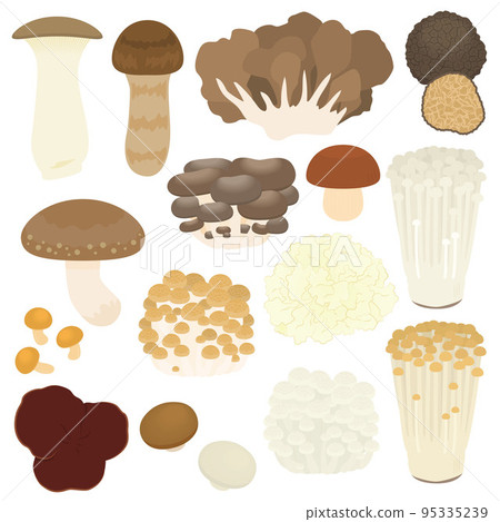 Mushroom illustration set 95335239