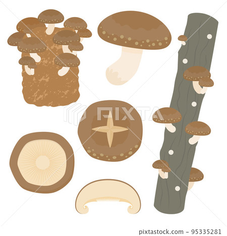 Shiitake illustration set Shiitake illustration set 95335281