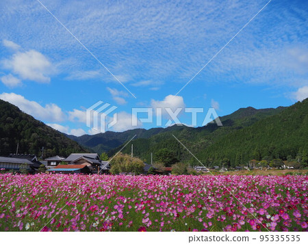 Satoyama's Cosmos Satoyama's Cosmos 95335535