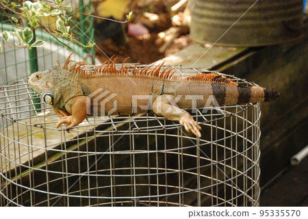 Green iguana (Turtle Island / Bali, Indonesia) 95335570