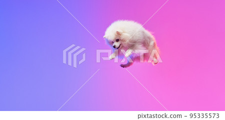 Like snowball. Fluffy white pomeranian Spitz, doggy or pet flying isolated over gradient pink-purple background in neon light. Concept of motion, action, movement, pets love. Like snowball. Fluffy white pomeranian Spitz, doggy or pet flying isolated over gradient pink-purple background in neon light. Concept of motion, action, movement, pets love. 95335573