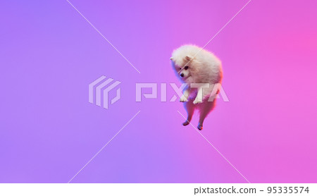 Flying doggy. Cute small white pomeranian Spitz jumping isolated over gradient pink-purple background in neon light. Concept of motion, action, movement, pets love. 95335574