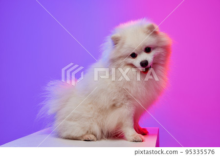 Sweet pet. Cute small white pomeranian Spitz, doggy or pet posing isolated over gradient pink-purple background in neon light. Sweet pet. Cute small white pomeranian Spitz, doggy or pet posing isolated over gradient pink-purple background in neon light. 95335576
