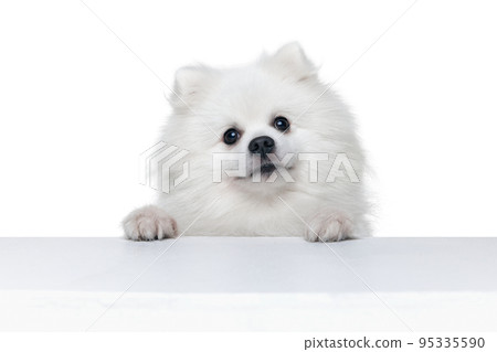 Closeup face of charming fluffy white pomeranian spitz isolated on white background. Concept of breed domestic animal. health care, vet 95335590