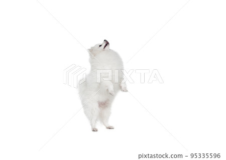 Portrait of beautiful fluffy white pomeranian spitz isolated on white background. Concept of breed domestic animal. health care, vet 95335596
