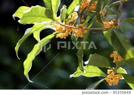 Yellow flowers of Osmanthus fragrant in the autumn sun 95335649