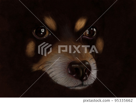 Miniature Pinscher's face Miniature Pinscher's face 95335662