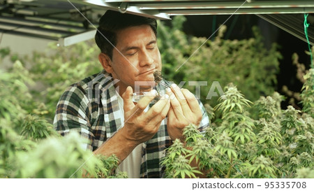 Marijuana farmer tests marijuana buds in curative marijuana farm Marijuana farmer tests marijuana buds in curative marijuana farm 95335708