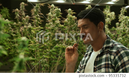 Marijuana farmer tests marijuana buds in curative marijuana farm 95335732