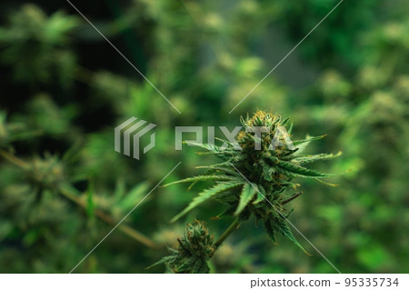 Closeup gratifying cannabis hemp with bud in grow facility, indoor farm. 95335734