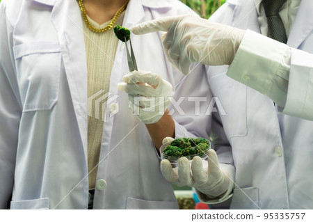 Closeup scientists grasping gratifying heap of cannabis weed buds with tweezers. 95335757