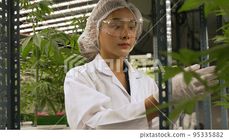 Scientist test cannabis product in curative indoor cannabis farm 95335882