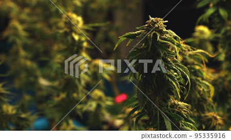 Cannabis plant in curative cannabis weed farm for medical cannabis product 95335916
