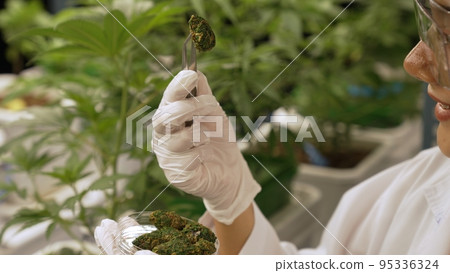 Scientist test cannabis product in curative indoor cannabis farm 95336324