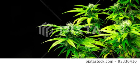 Closeup single cannabis plant with gratifying full grown bud ready for harvested 95336410