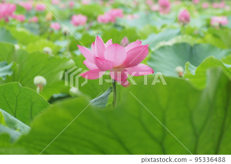 粉紅色的蓮花 95336488