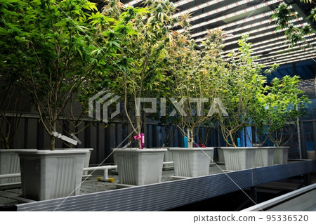 A garden of cannabis plants with gratifying full grown buds ready for harvested. A garden of cannabis plants with gratifying full grown buds ready for harvested. 95336520