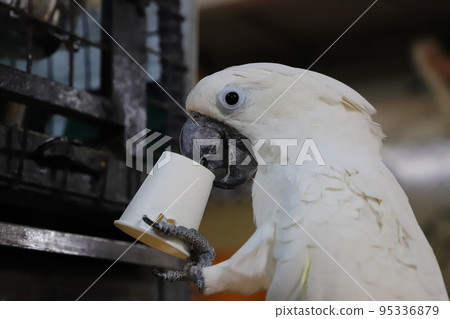 something? expression something? expression 95336879