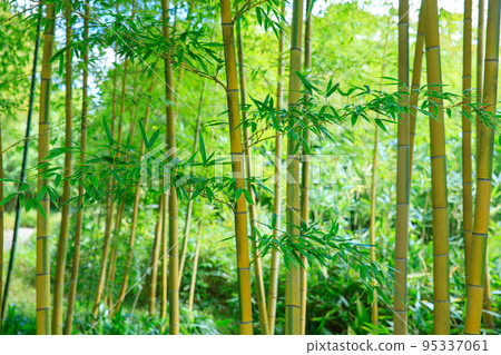 與竹林的風景 與竹林的風景 95337061