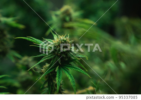 Closeup gratifying cannabis hemp with bud in grow facility, indoor farm. 95337085