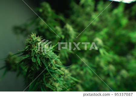 Closeup gratifying cannabis hemp with bud in grow facility, indoor farm. 95337087