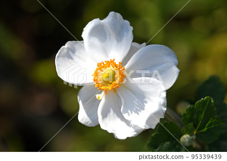 Shumayigiku (Autumn) Shumayigiku (Autumn) 95339439