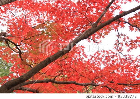 深紅的紅葉（太古山樂園*富山縣水水市） 95339778