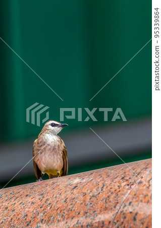 Blue-eyed Bulbul Blue-eyed Bulbul 95339864