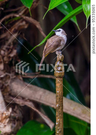 Blue-eyed Bulbul Blue-eyed Bulbul 95339865