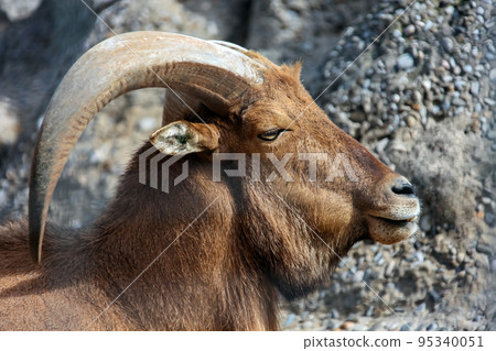 Audad or large maned ram with large horns chews cud. Audad or large maned ram with large horns chews cud. 95340051