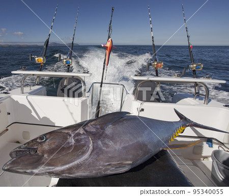 Predatory fish yellowfin tuna on the background of sea water on board high-speed boat. Predatory fish yellowfin tuna on the background of sea water on board high-speed boat. 95340055