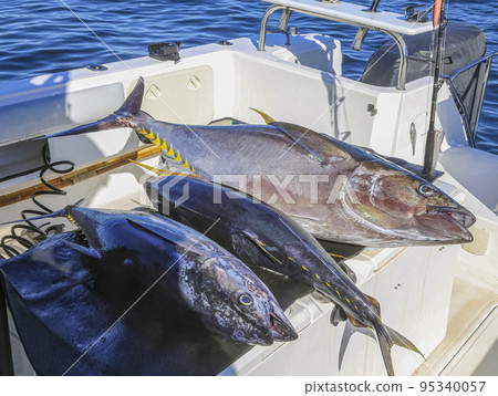 Three yellowfin tuna on the background of sea water on board the boat. 95340057