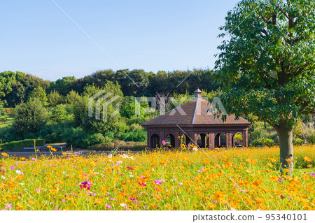 Hekinantan Topia，盛開的波斯菊<愛知縣Hekinan市> 95340101