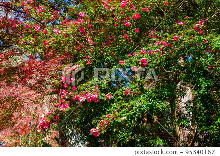 秋天在奈良縣長谷寺看到的鮮紅的秋葉和粉紅色的花朵 95340167