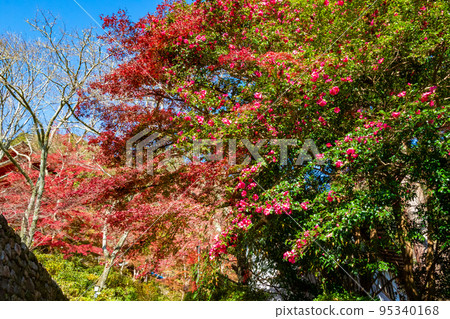 奈良縣長谷寺秋季鮮紅的秋葉和清澈的藍天 95340168