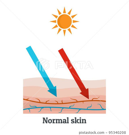 Sunllight normal skin icon. Flat illustration of sunllight normal skin vector icon for web design 95340208