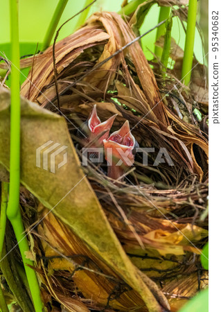 黑眼鵯雞 黑眼鵯雞 95340682