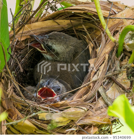 Black-eyed bulbul chick Black-eyed bulbul chick 95340699