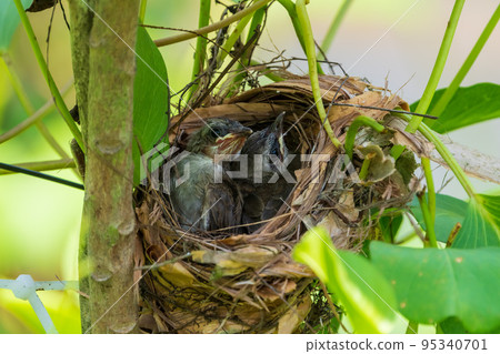 黑眼鵯雞 95340701