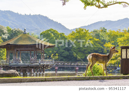 奈良公園、浮見堂和雛鹿，初秋的早晨 95341117